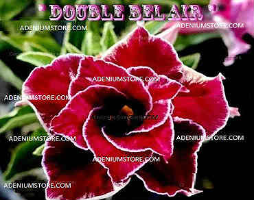 Adenium Obesum 'Double Bel Air' 5 Seeds